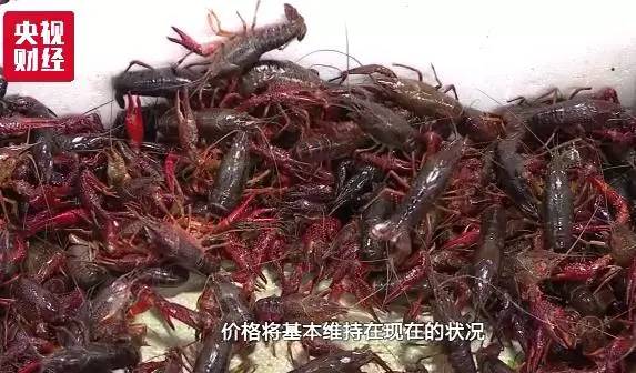 湖北小龙虾供不应求，有采购商从高速公路开始拦送虾车抢购