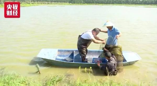 湖北小龙虾供不应求，有采购商从高速公路开始拦送虾车抢购
