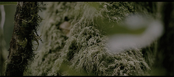 加那利的云雾林中，那个吹口哨的人