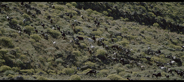 加那利的云雾林中，那个吹口哨的人