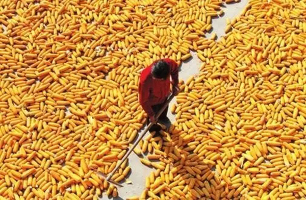 两个月，18种转基因农产品获进口许可，中国也有“苦衷”