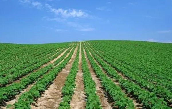 两个月，18种转基因农产品获进口许可，中国也有“苦衷”