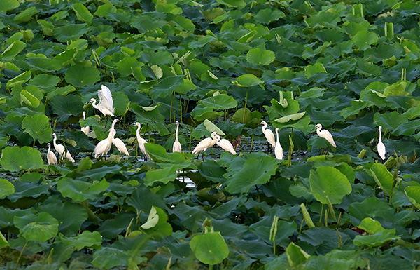 握住通往大自然的门票，“中山鸟人”与他们的南方观鸟笔记