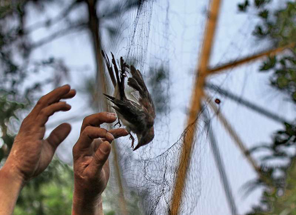 握住通往大自然的门票，“中山鸟人”与他们的南方观鸟笔记