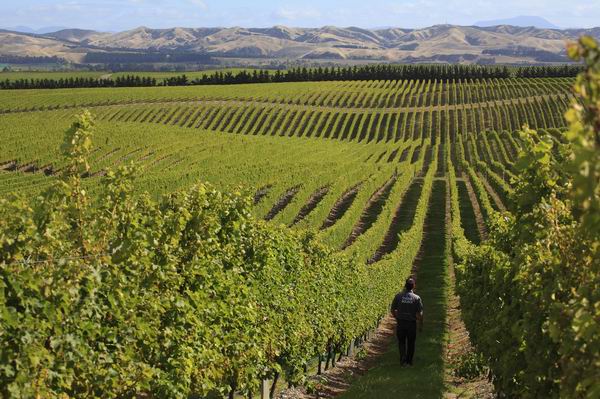 除了好山好水，新西兰还有好吃好喝