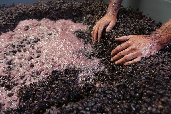 除了好山好水，新西兰还有好吃好喝