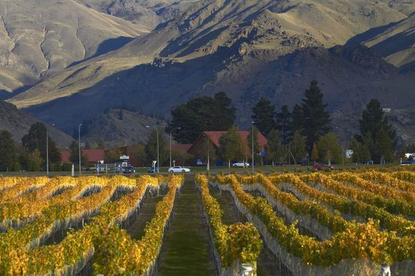 除了好山好水，新西兰还有好吃好喝