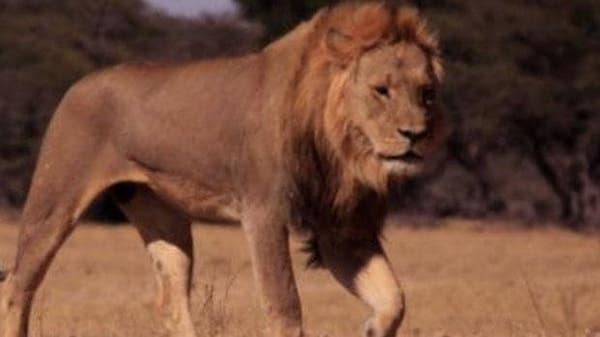 非洲大草原上，又一头雄狮死在了人类的枪口下