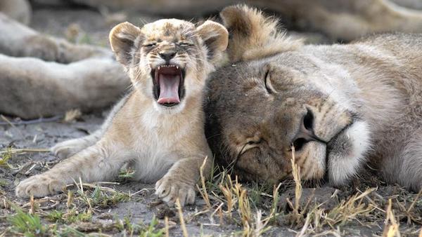 非洲大草原上，又一头雄狮死在了人类的枪口下