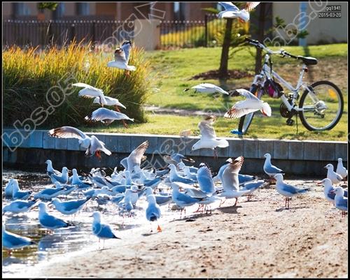 IMG_6485 6487全景图s.jpg