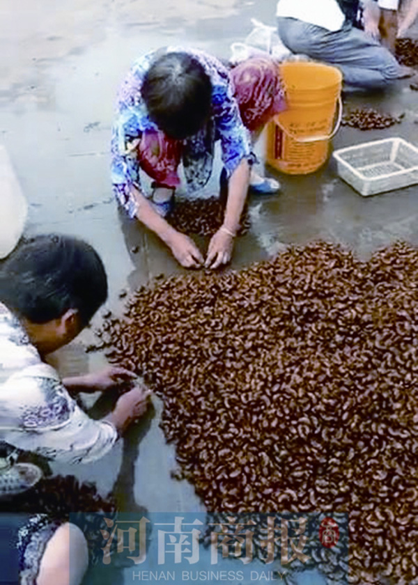 每斤98元比牛肉价格还傲娇，知了成朋友圈新晋“网红”美食