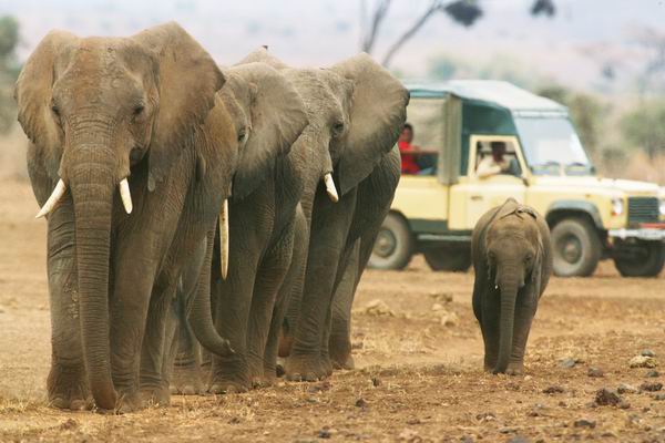 电影《战狼2》点燃整个暑期档，取景地非洲成下一站旅行热点