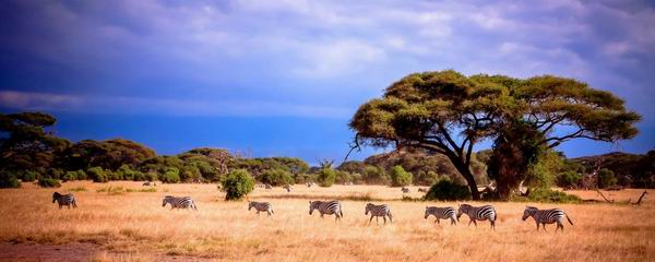 电影《战狼2》点燃整个暑期档，取景地非洲成下一站旅行热点
