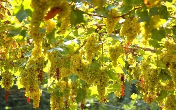 “火洲”吐鲁番：“热”催生沙疗、高温试车等新兴产业