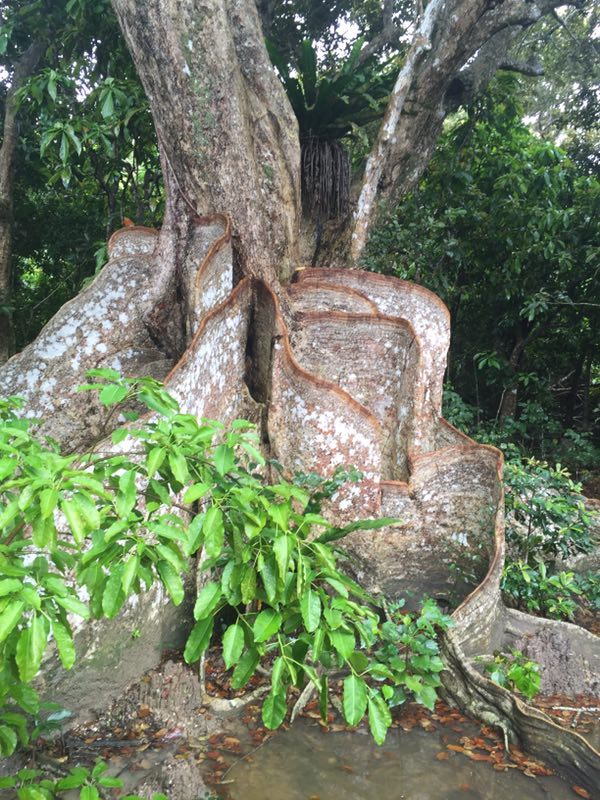 古树、星砂、水牛车，冲绳这些小岛人少景好