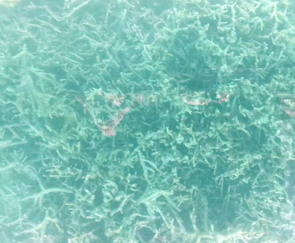 古树、星砂、水牛车，冲绳这些小岛人少景好