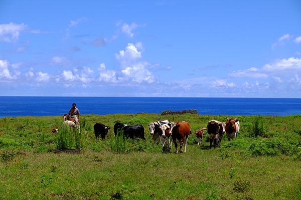 寓言、悲剧与新生，复活节岛初体验