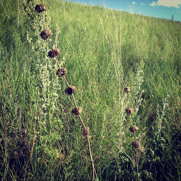 视频 | 游牧之声，关于“潮尔”的田野记录