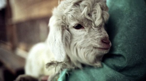 视频 | 游牧之声，关于“潮尔”的田野记录