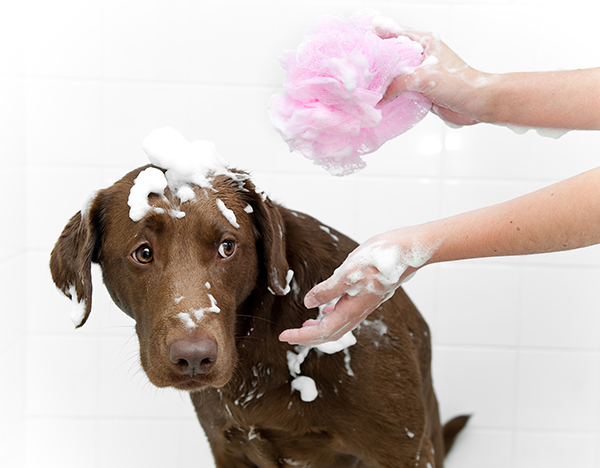 看见宠物有虫才灭早已晚，专家提醒：每月须定期驱虫