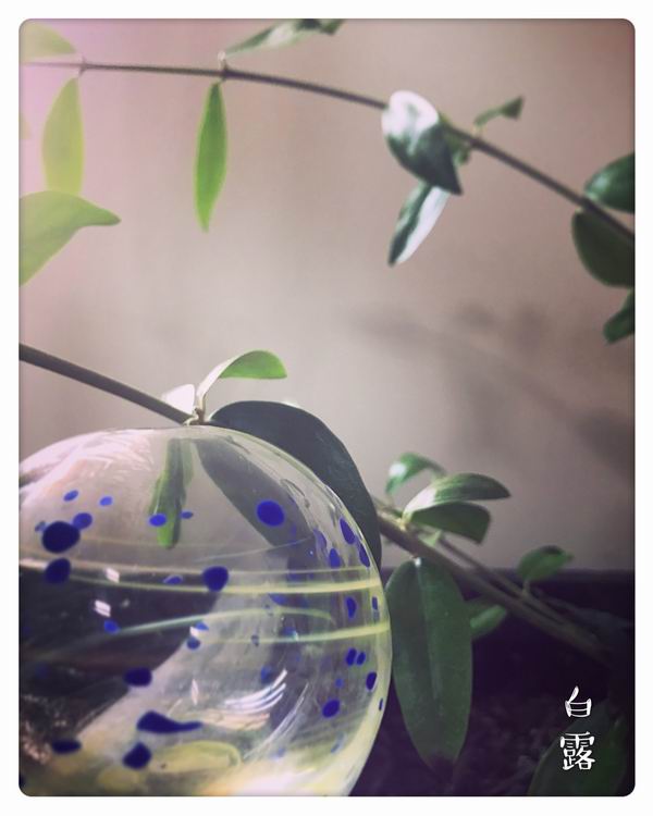 视频｜白露：酒酿桂圆羹，露凝而白也