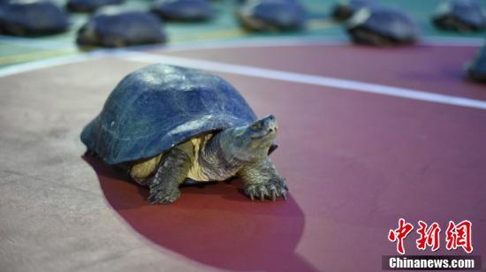 广西查获18只亚洲巨龟，最大长48厘米重12.4公斤