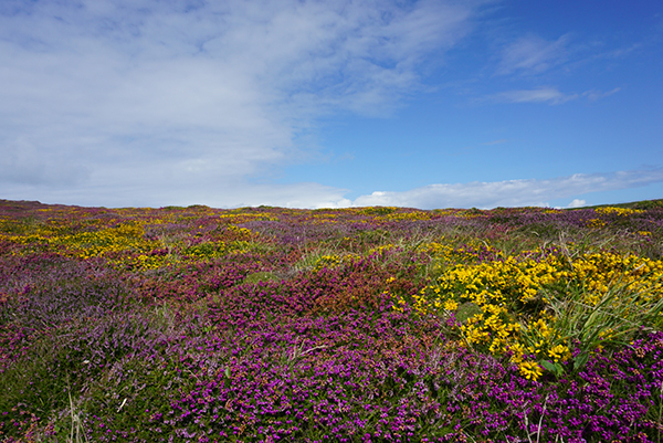 徒步康沃尔，游走于文明和荒野的交界