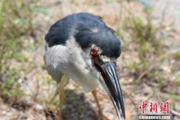 广西边防查获夜鹭132只：眼睛被戳瞎，嘴巴被封住