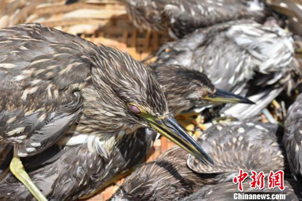 广西边防查获夜鹭132只：眼睛被戳瞎，嘴巴被封住