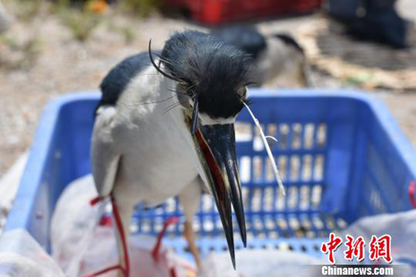 广西边防查获夜鹭132只：眼睛被戳瞎，嘴巴被封住