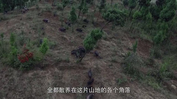 深夜食堂｜跟着二毛吃川菜，想起从前外婆的味道