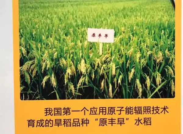 谈核色变？你吃的大蒜洋葱马铃薯可能就用放射性元素辐照保鲜