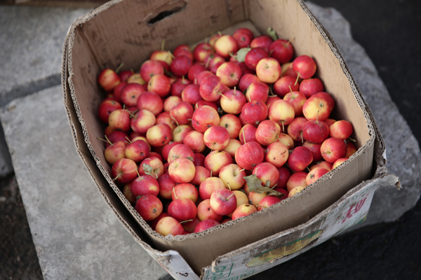 穿越内蒙古：草原后面是森林，森林后面是草原