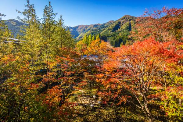 今年秋季最美的赏枫线路都在这里了