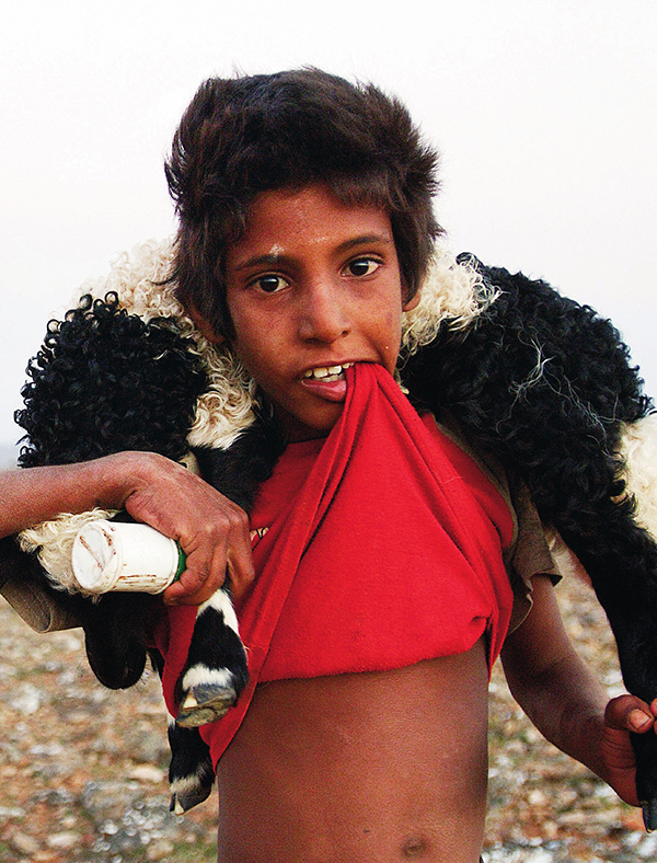 寻找植物活化石龙血树，探秘也门索科特拉岛