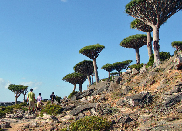 寻找植物活化石龙血树，探秘也门索科特拉岛
