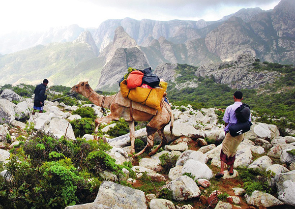 寻找植物活化石龙血树，探秘也门索科特拉岛
