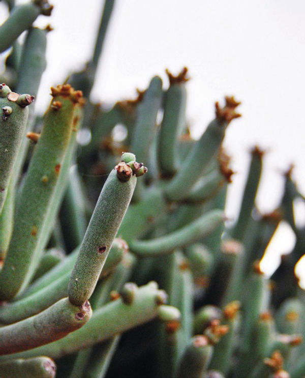 寻找植物活化石龙血树，探秘也门索科特拉岛