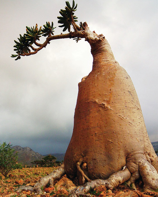 寻找植物活化石龙血树，探秘也门索科特拉岛