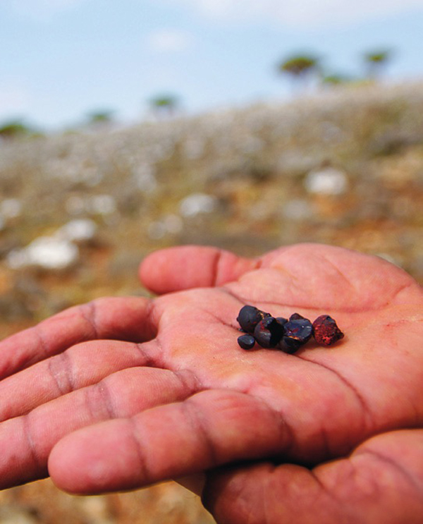 寻找植物活化石龙血树，探秘也门索科特拉岛