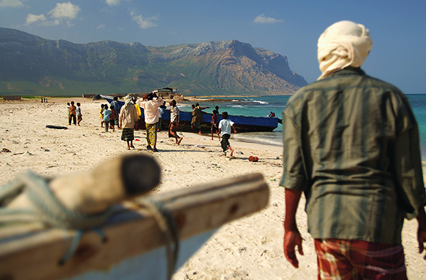 寻找植物活化石龙血树，探秘也门索科特拉岛