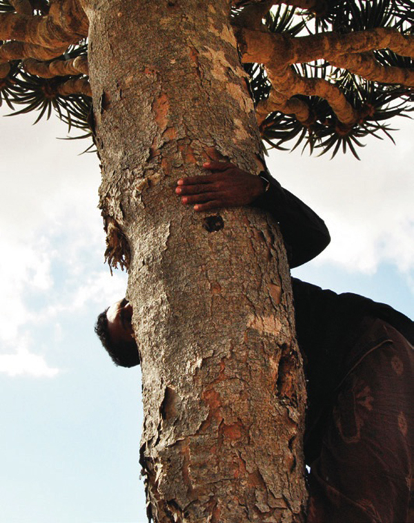 寻找植物活化石龙血树，探秘也门索科特拉岛