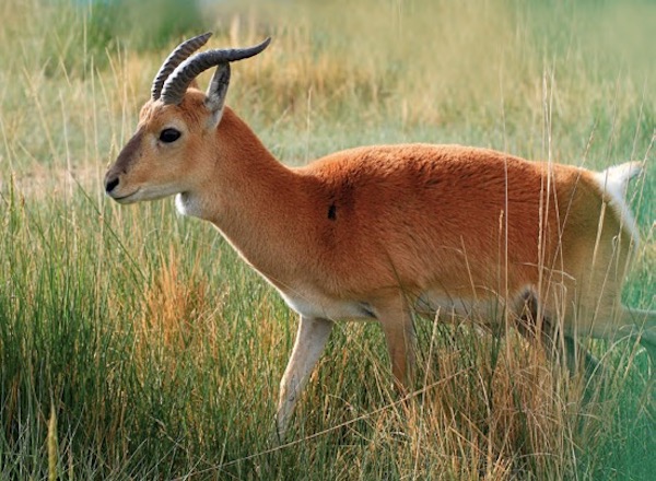 羊与鹤的青海湖