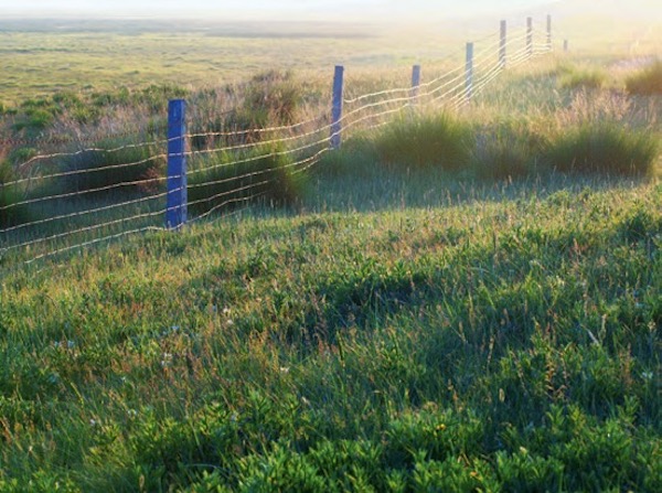 羊与鹤的青海湖