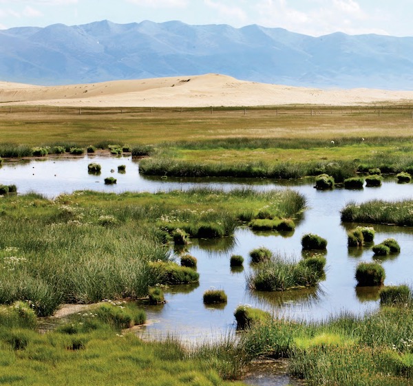 羊与鹤的青海湖