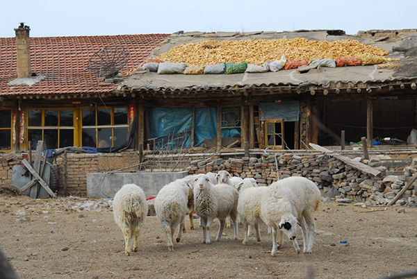 徒步晋北长城，从得胜堡到宏赐堡