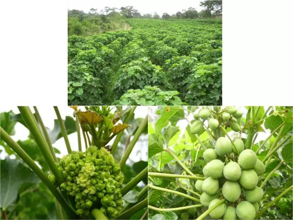 地沟油比陈化粮棘手！专家疾呼发展生物燃料比乙醇燃料更迫切