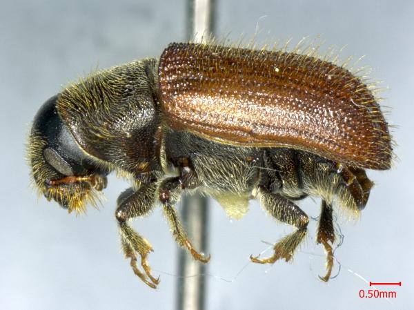 海南口岸首次截获有害生物黄杉大小蠹，可对森林造成巨大损失