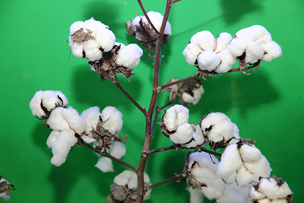 农业部：中国自主选育的转基因棉花品种市场份额占95%以上