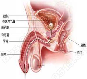 男性腺体位置图片